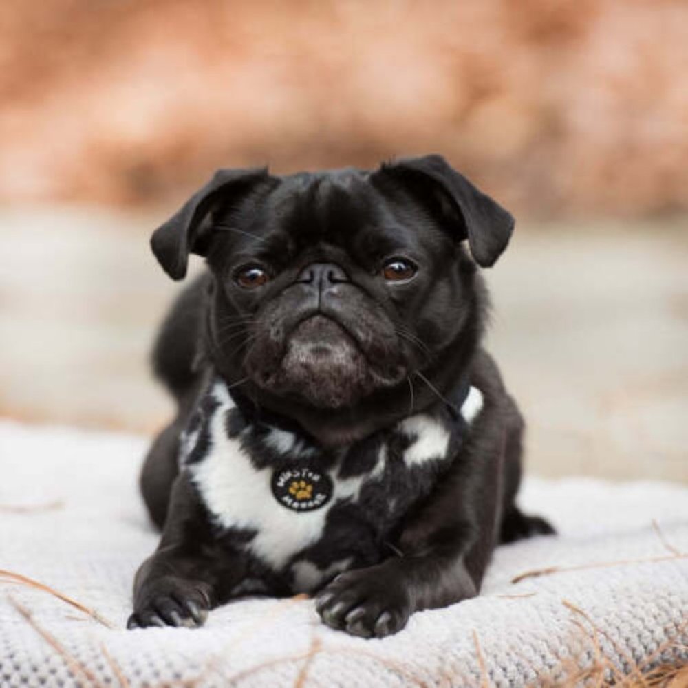Winston Manner Designer Dog Harness in Grumpy Cow